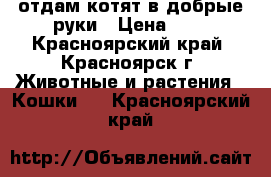 отдам котят в добрые руки › Цена ­ 0 - Красноярский край, Красноярск г. Животные и растения » Кошки   . Красноярский край